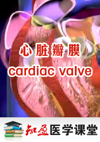Ĥ(cardiacvalve)Ƶ